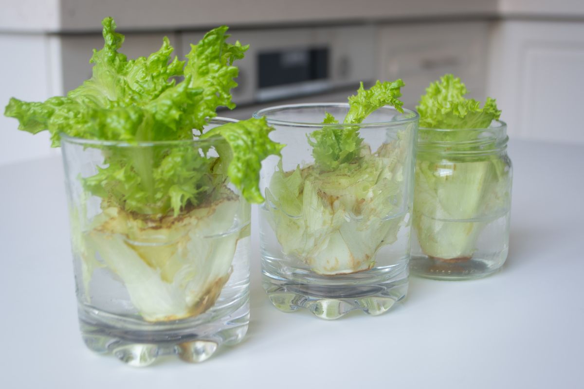 propagare le piante da scarti di cucina