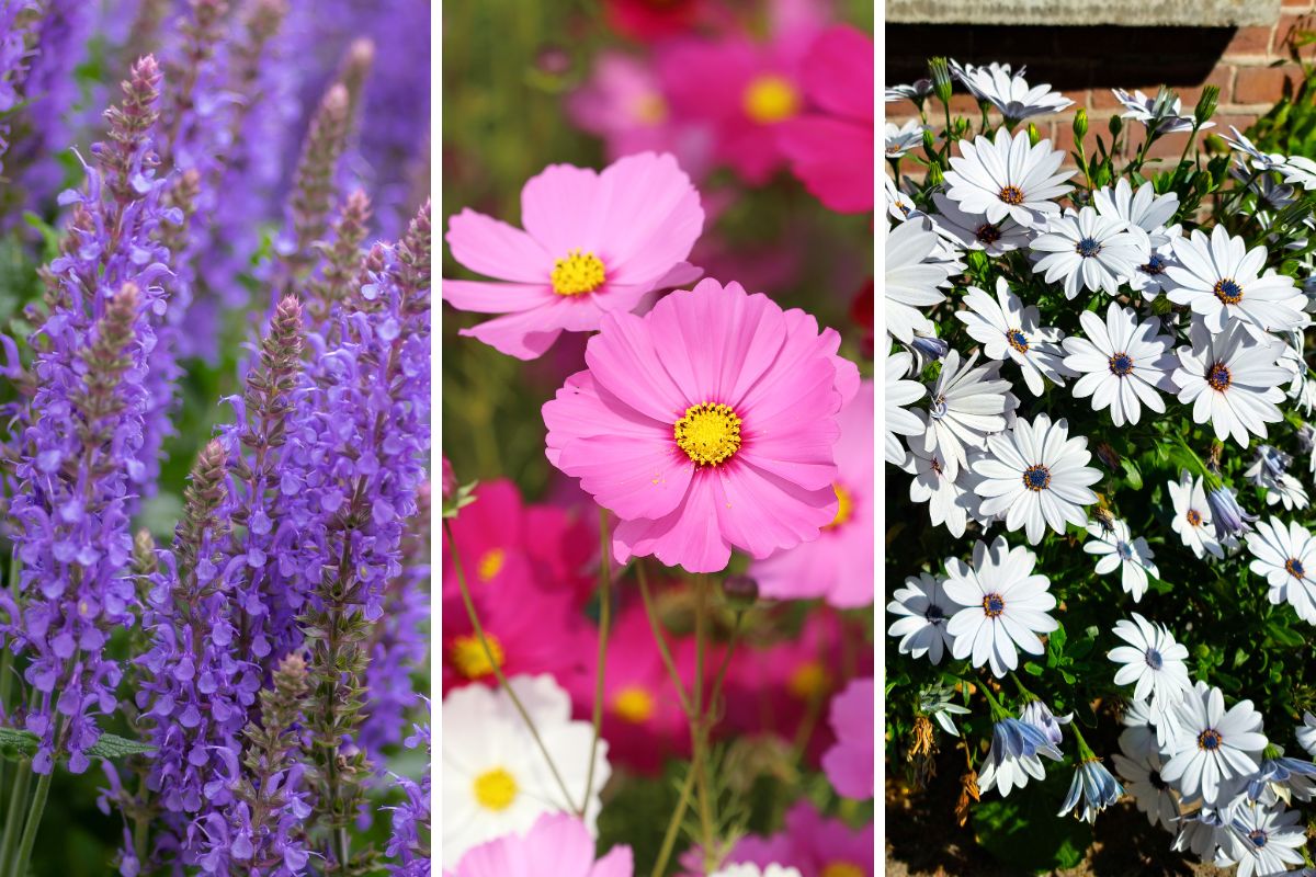combinazioni di fiori resistenti al sole