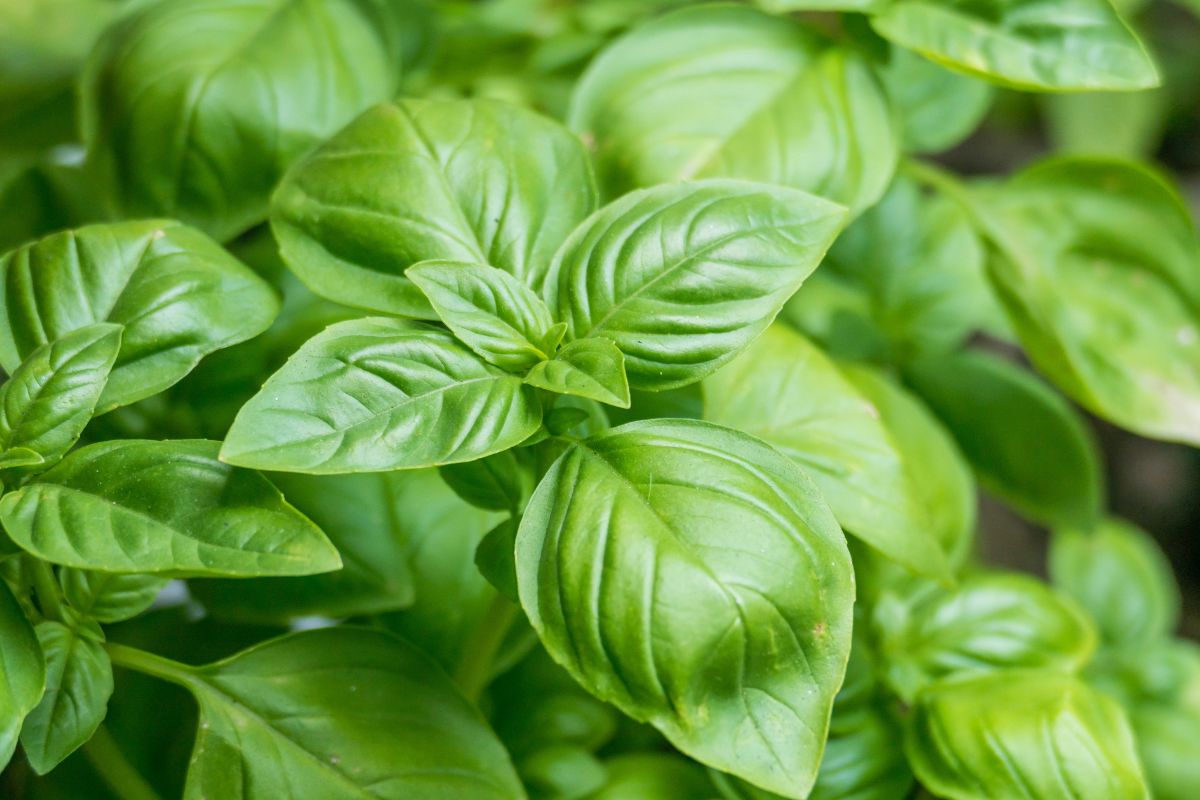 piante profumate che respingono insetti e zanzare
