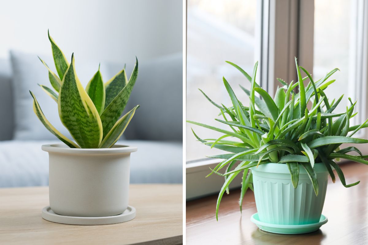 piante da interno che purificano l’aria in estate