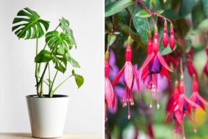 come propagare le piante con la talea