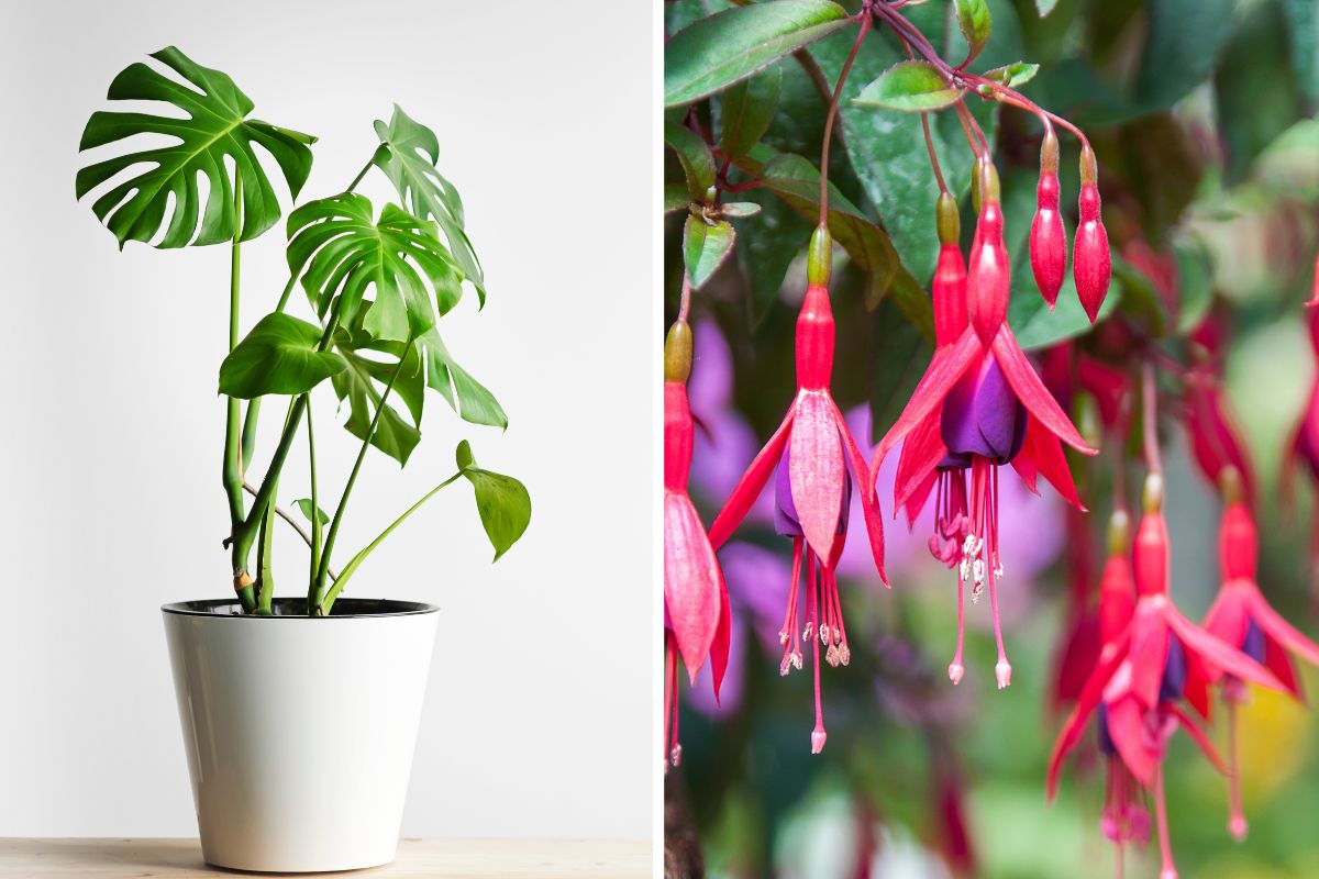 come propagare le piante con la talea