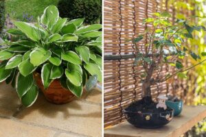 terrazzo con piante per angolo zen