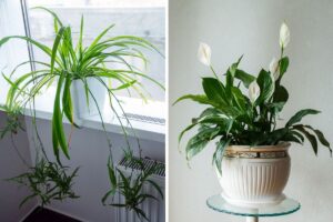 piante purificanti per ambienti interni
