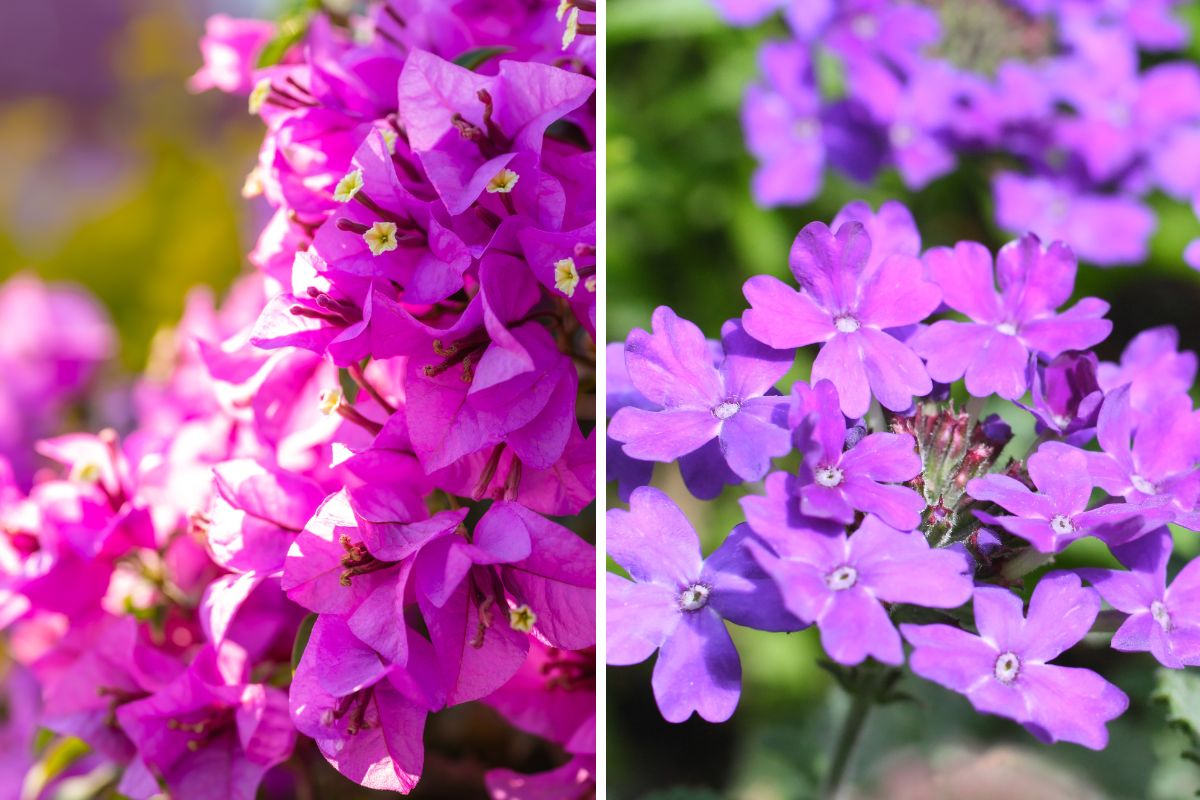 fiori resistenti al sole