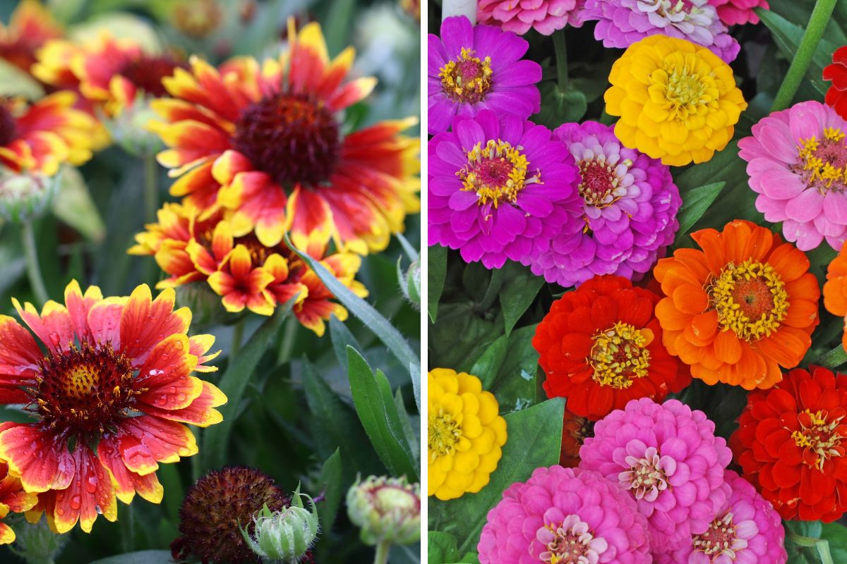 fiori resistenti al sole