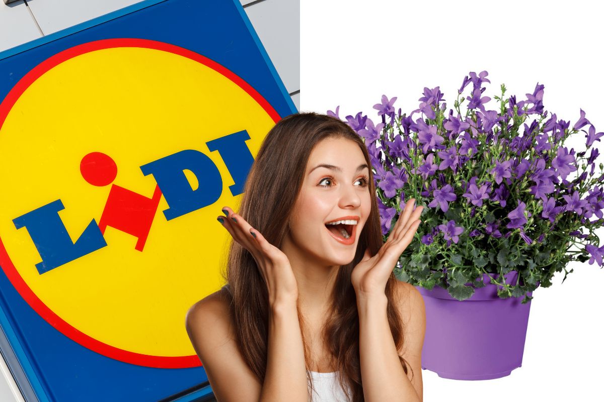 lidl offerte piante weekend