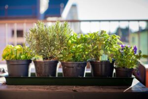 coltivare piante aromatiche sul balcone in estate
