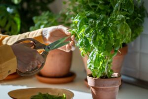 come potare il basilico