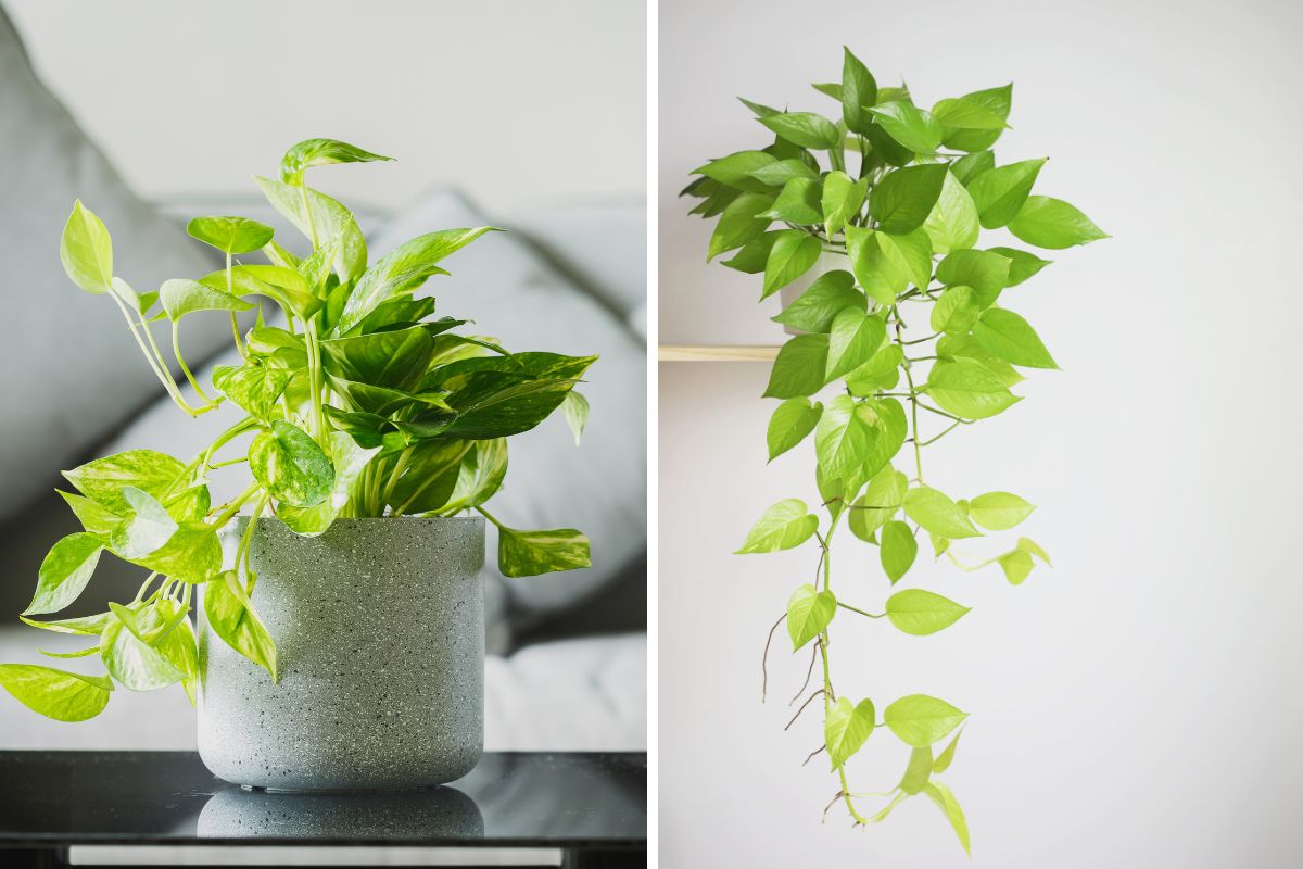 pothos rampicante o cascante