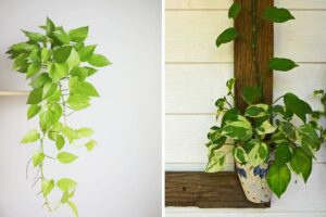 pianta pothos rampicante o cascante