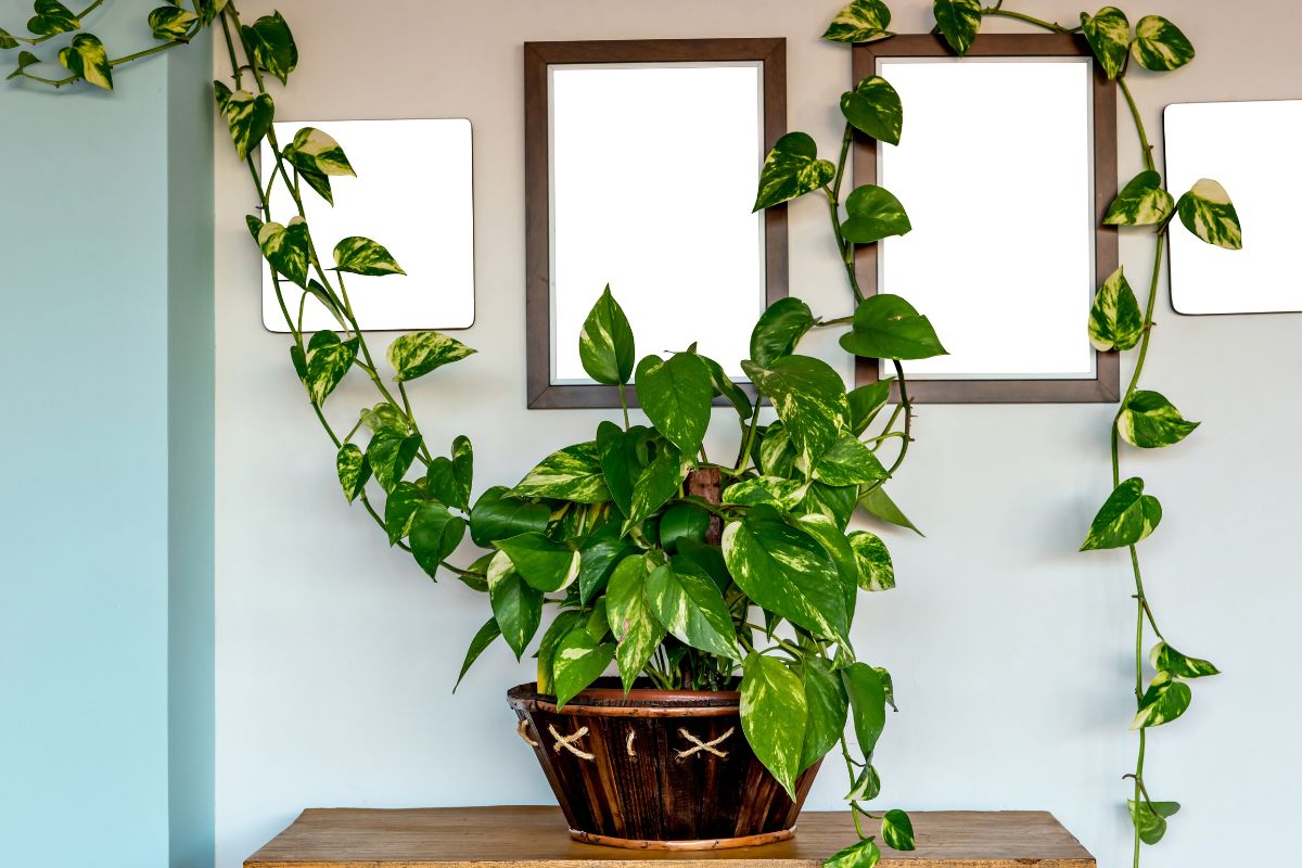 pothos