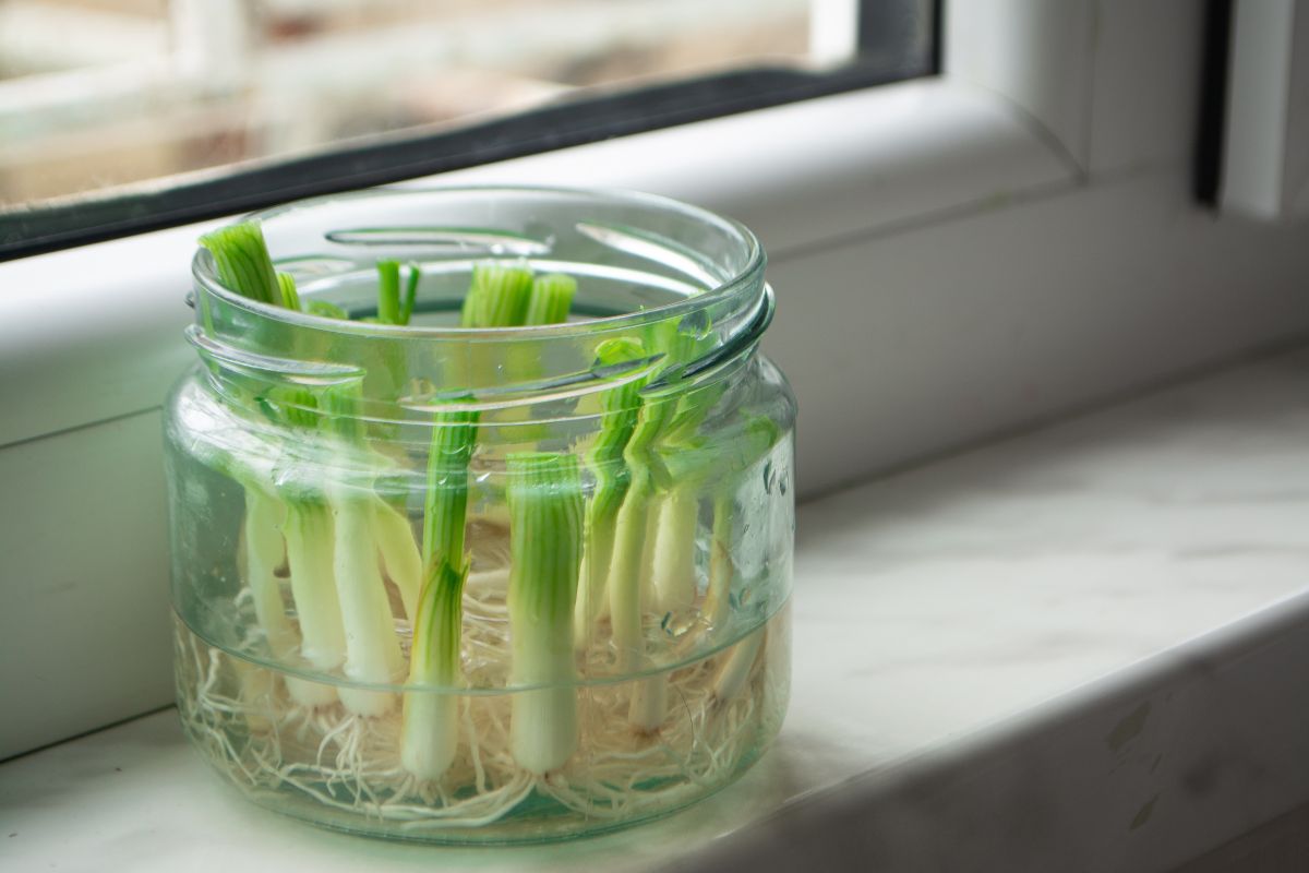 piante che puoi propagare da scarti di cucina