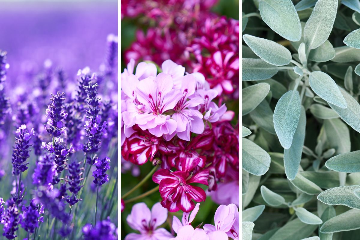 propagare lavanda gerani e salvia
