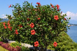 7 proprietà sorprendenti dell'ibisco