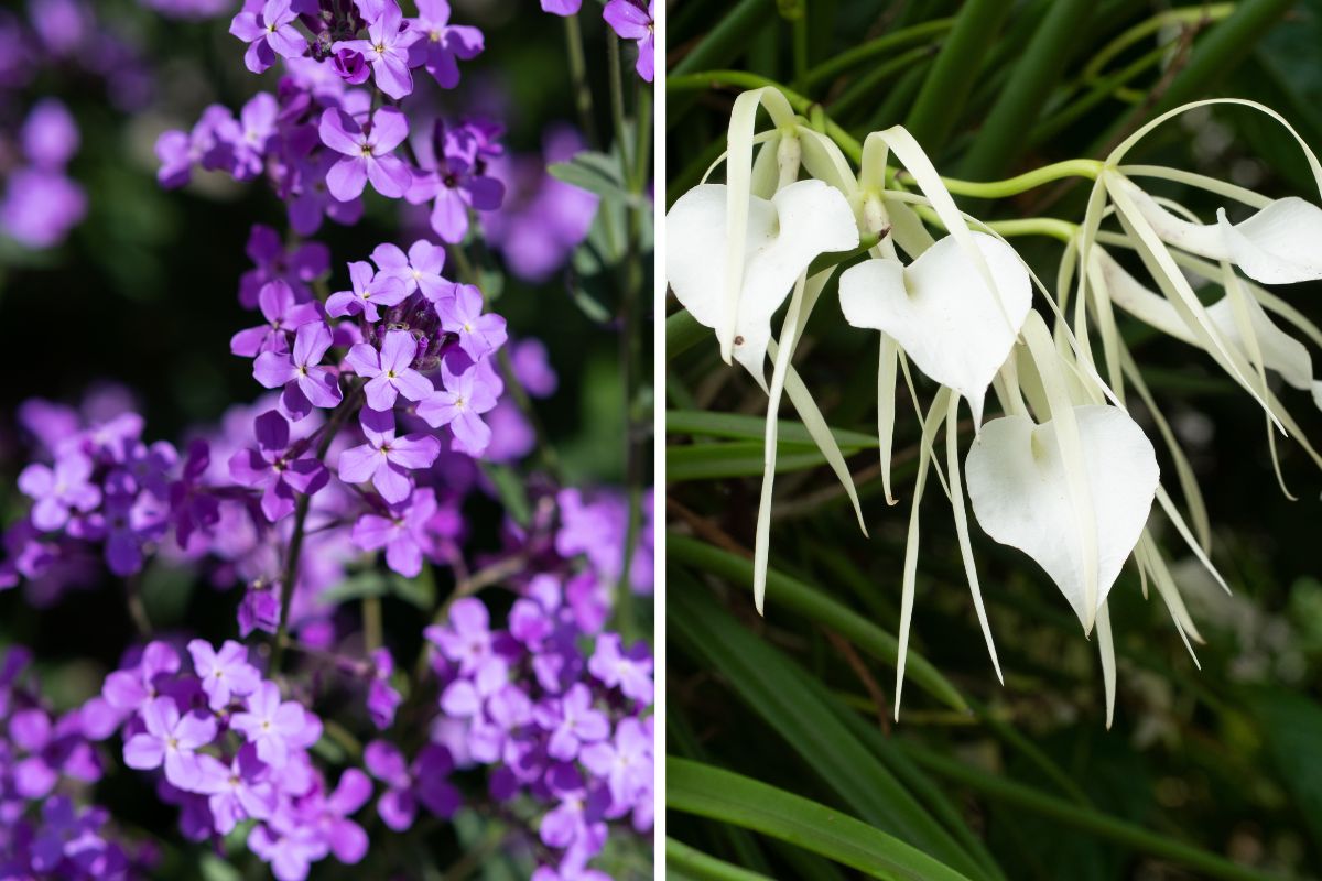 fiori notturni