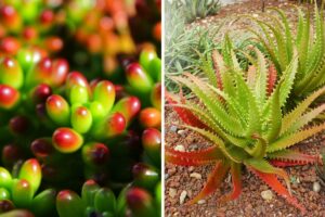 succulente cambiano colore con il calore