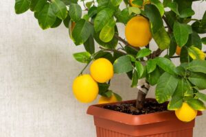 momento migliore per trapiantare il limone