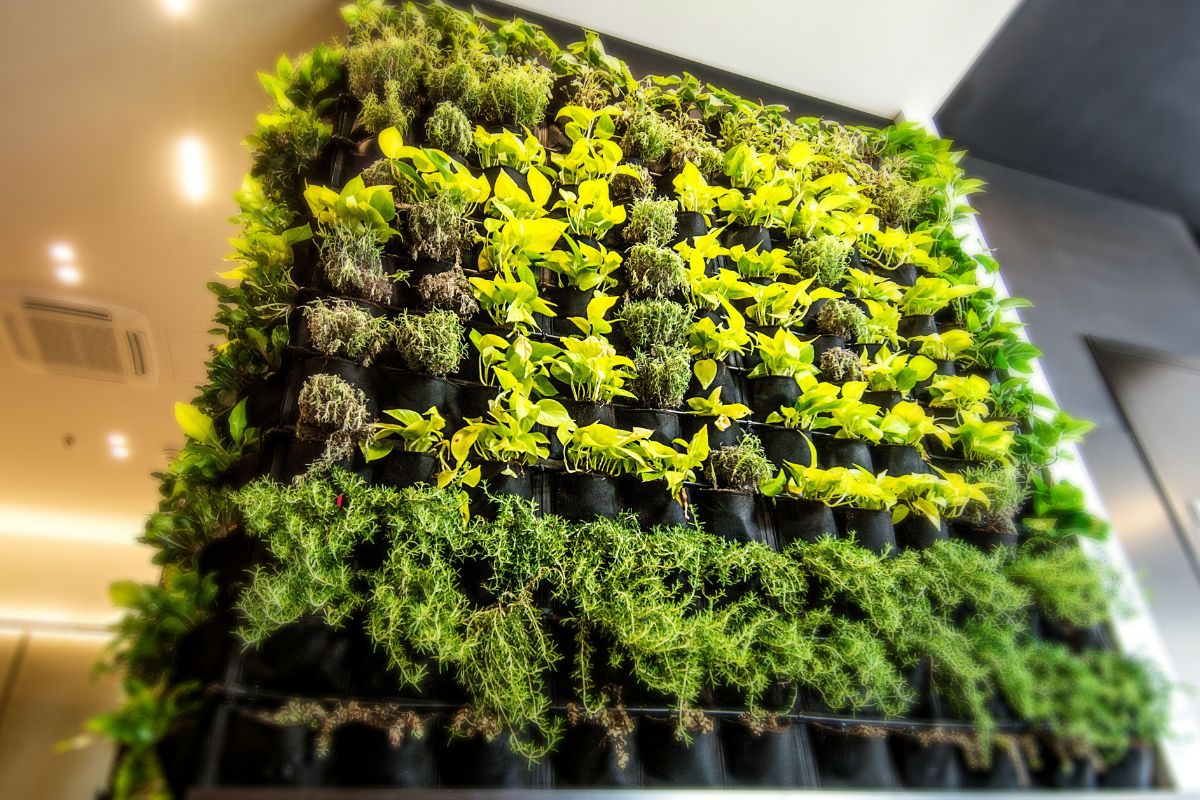 errori con il giardino verticale di piante aromatiche
