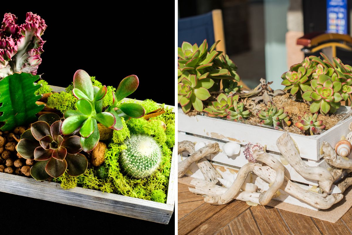 idee cassette di legno e succulente