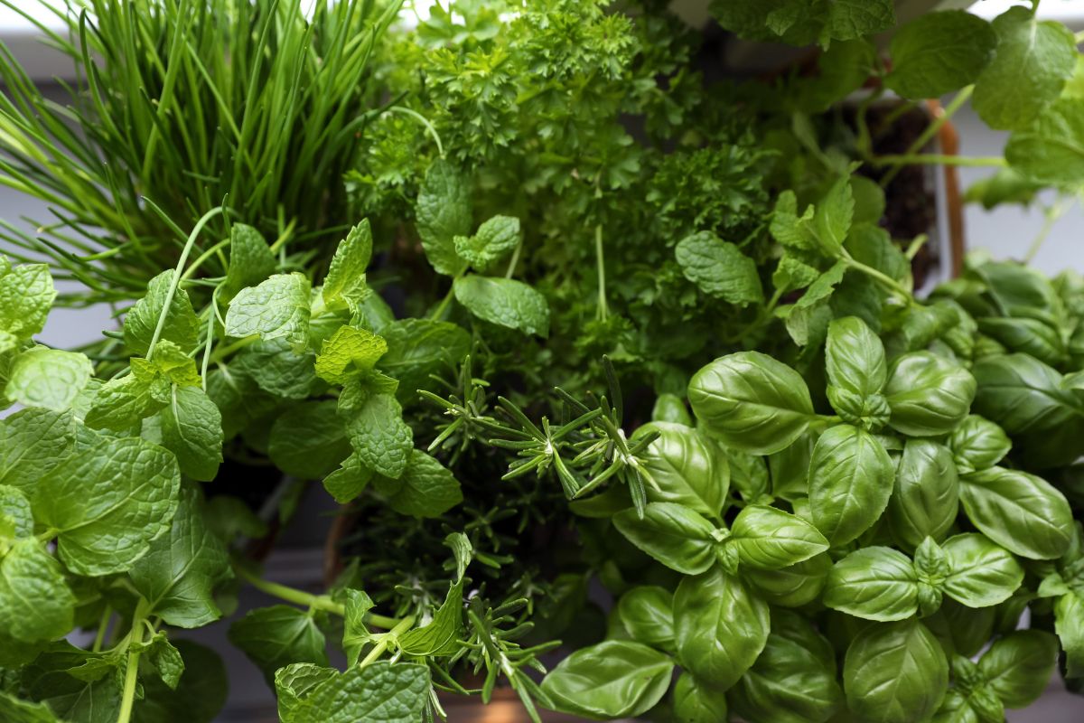come rinvasare le piante aromatiche in estate