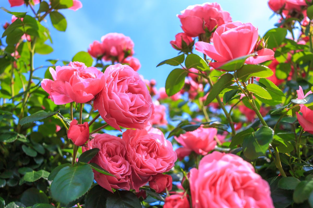 soluzioni problemi delle rose in estate