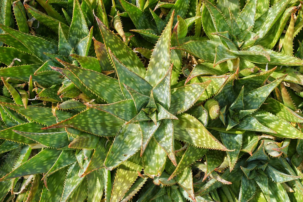 varietà di aloe decorative