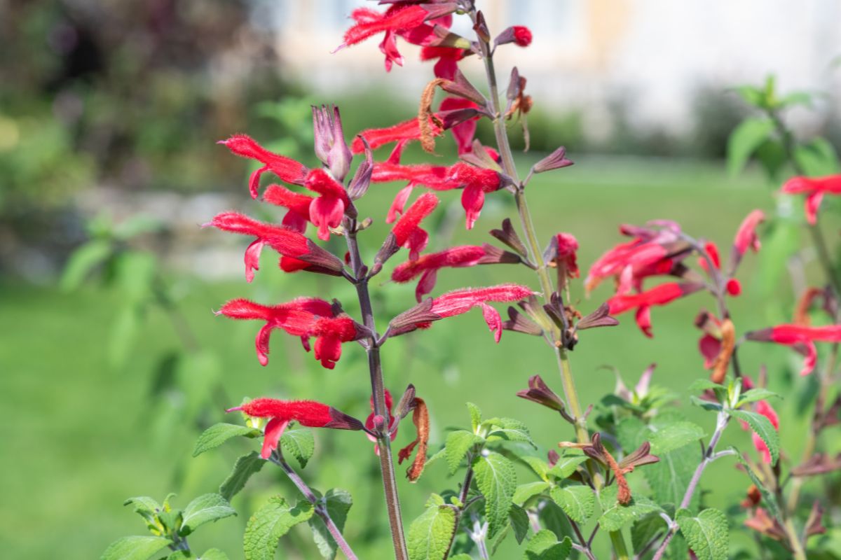 varietà di salvia da coltivare in estate