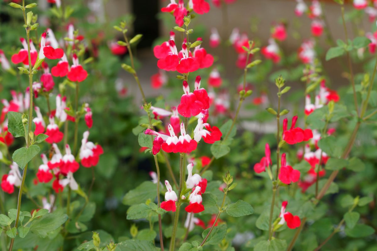 varietà di salvia