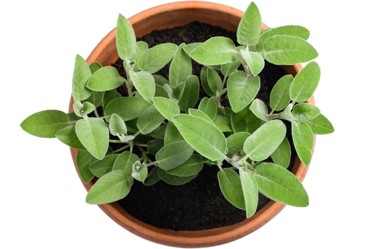 coltiva la salvia in vaso