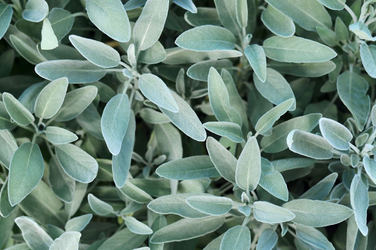 varietà di salvia da coltivare in estate
