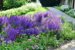 salvia tappezzante