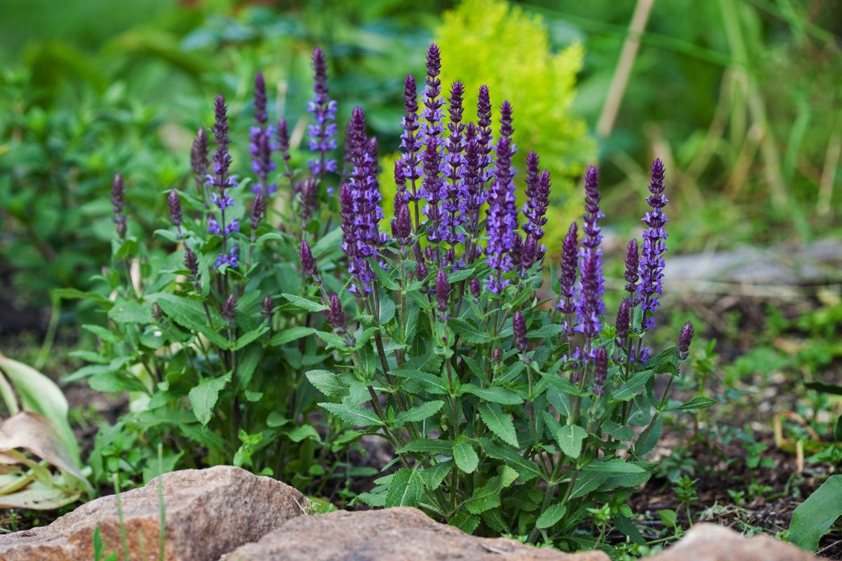 salvia tappezzante per aiuole e bordure