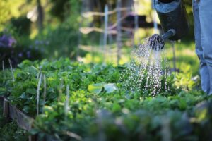 varietà di piante per semina di fine giugno