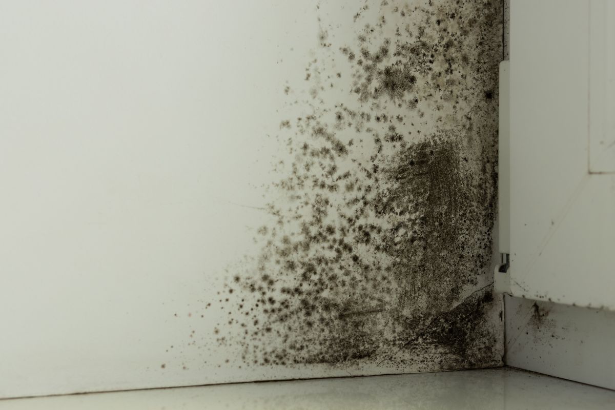 rimedi naturali per muffa e umidità