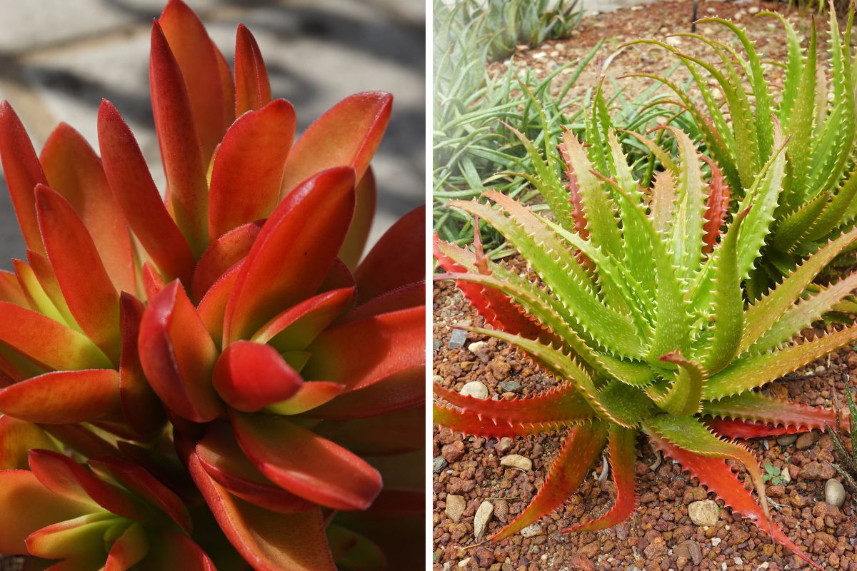 succulente che cambiano colore con il caldo