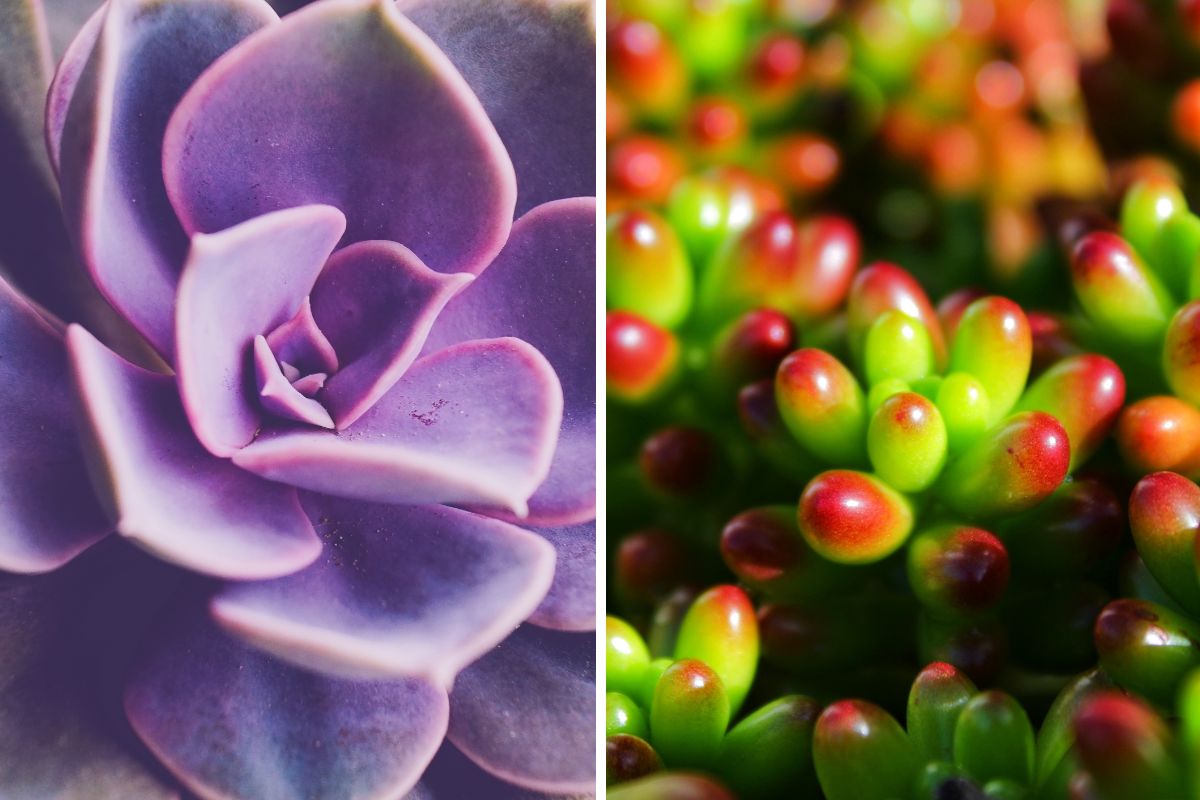 quali succulente cambiano colore con il calore