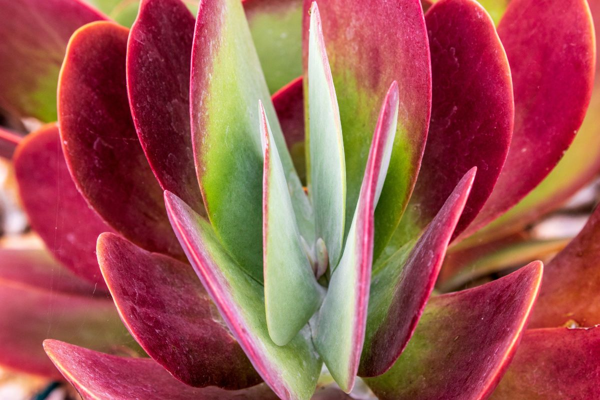 succulente cambiano colore con il calore