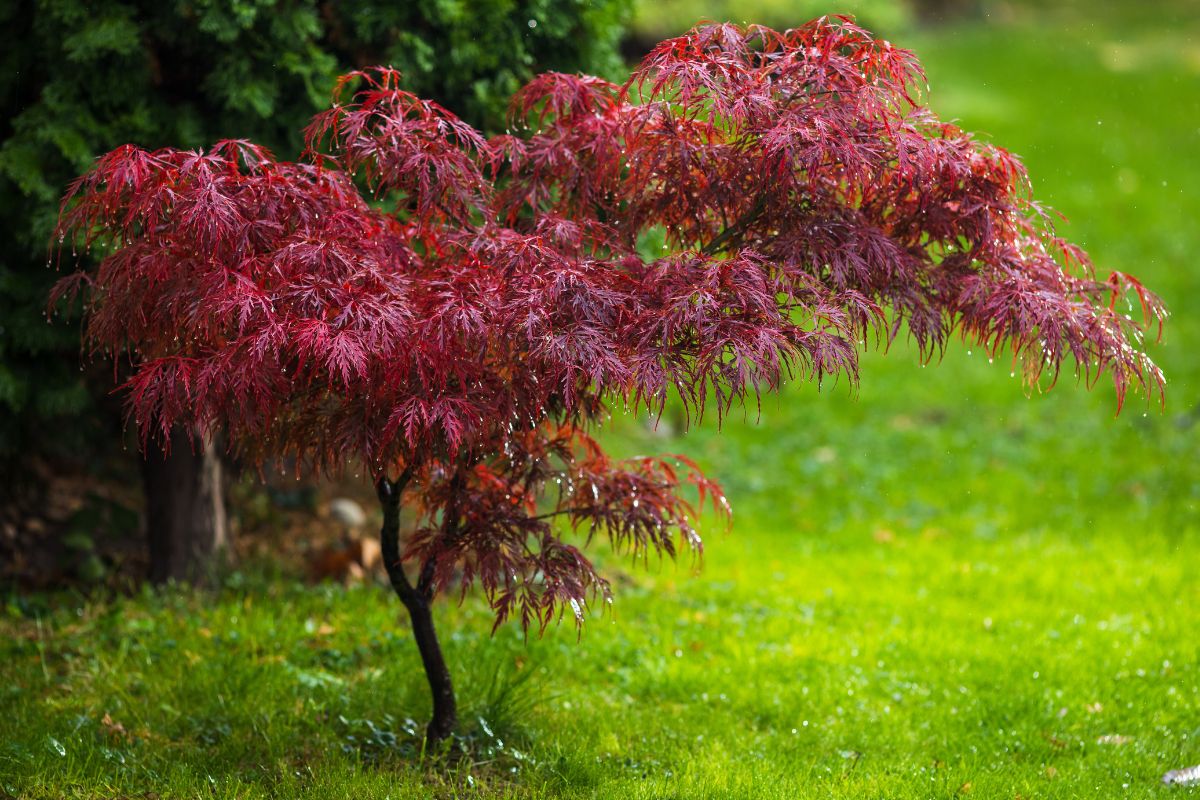 terrazzo con piante per angolo zen