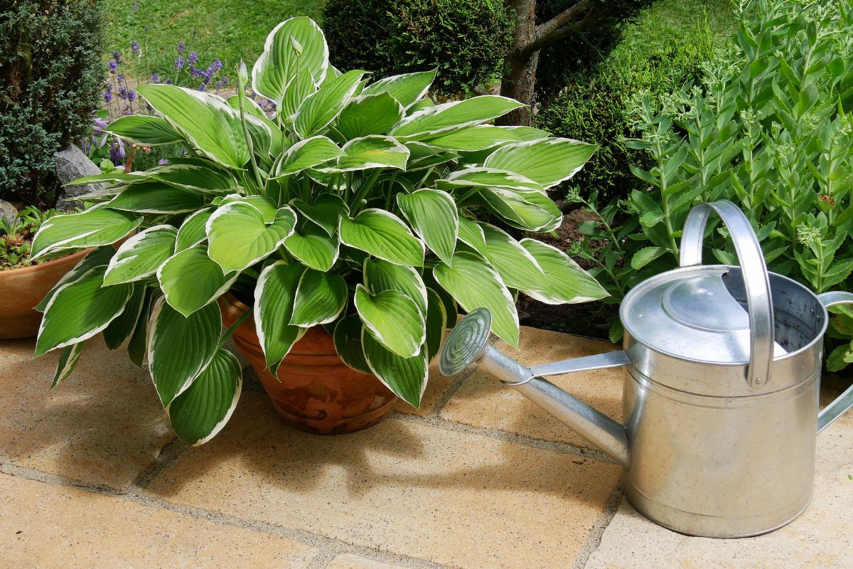 piante per angolo zen sul terrazzo