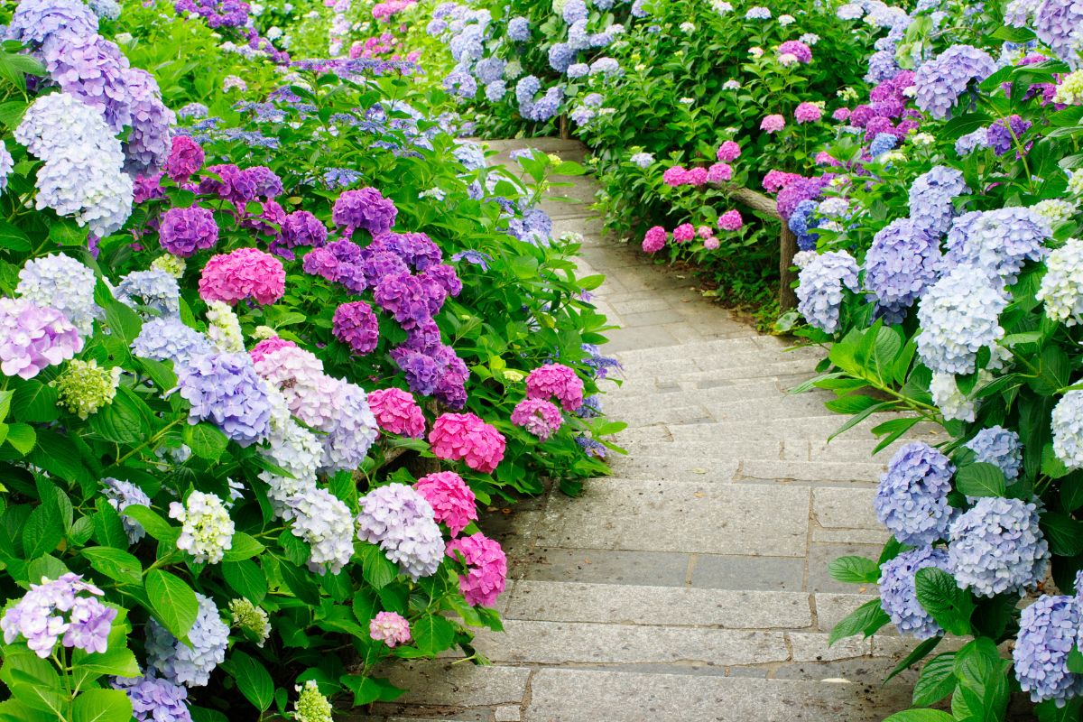 accostare alle ortensie altre piante