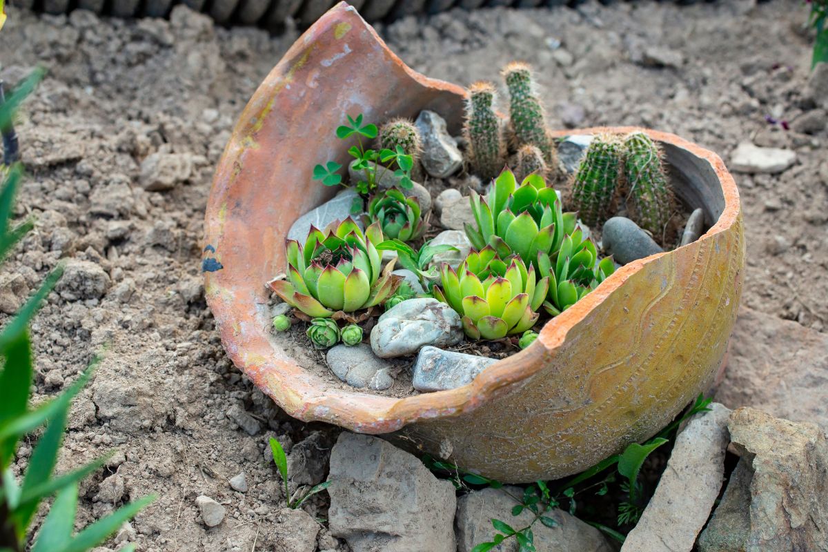 vaso rotto con piante grasse