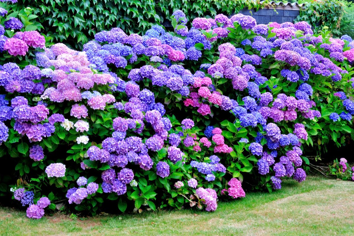 far rifiorire le ortensie in estate