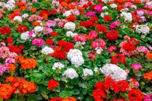gerani in fiore