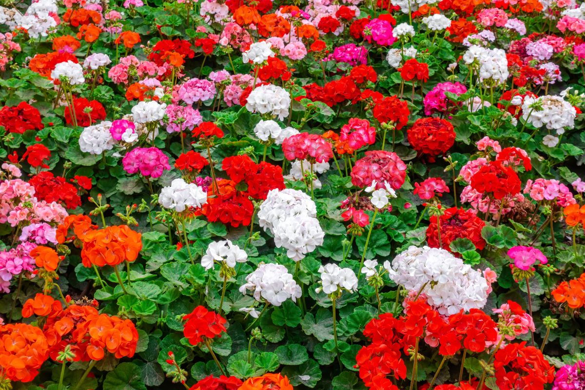 gerani in fiore