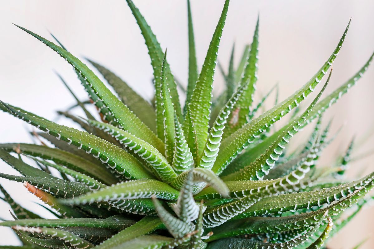 varietà di aloe più decorative in salotto