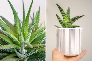 varietà di aloe decorative
