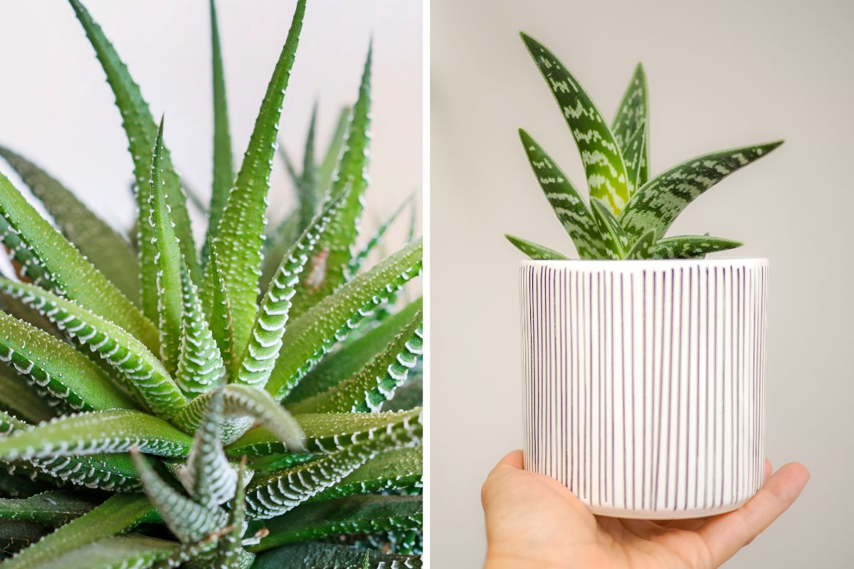 varietà di aloe decorative