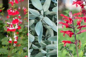 quali varietà di salvia coltivare