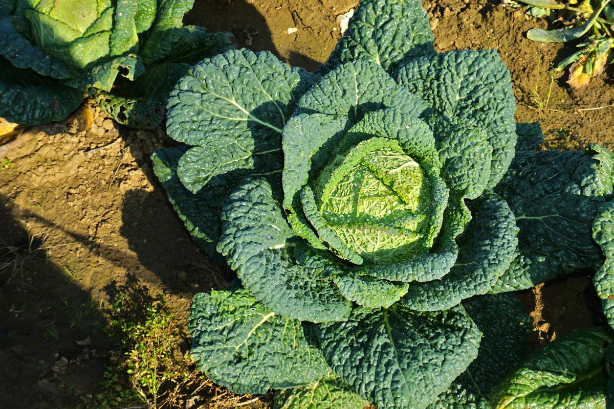 quali piante trapiantare in estate